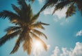 palm tree blue sky Royalty Free Stock Photo