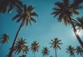 palm tree blue sky Royalty Free Stock Photo