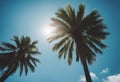 palm tree blue sky Royalty Free Stock Photo