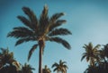 palm tree blue sky Royalty Free Stock Photo