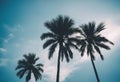 palm tree blue sky Royalty Free Stock Photo