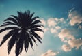 palm tree blue sky Royalty Free Stock Photo