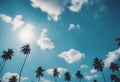 palm tree blue sky Royalty Free Stock Photo