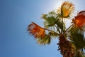 Palm tree with blue sky Royalty Free Stock Photo