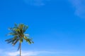 Palm tree and blue sky with place for text. Palm tree leaf. Tropical nature travel photo. Royalty Free Stock Photo