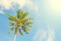 Palm tree and blue sky retro toned image. Tropical nature idyllic photo for banner background.