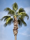 Palm Tree With Blue Sky And Soft Clouds Royalty Free Stock Photo