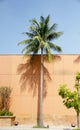 Palm tree and blue sky and stone wall