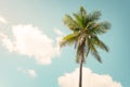 Palm tree on blue sky in summe