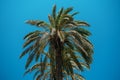 Palm tree on blue sky Royalty Free Stock Photo
