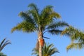 Palm tree blue sky Royalty Free Stock Photo