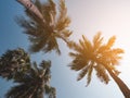 Palm Tree with Blue sky sunlight Beach Vacation Outdoor Summer Holiday Background Royalty Free Stock Photo