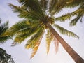 Palm Tree with Sunlight Beach Vacation Outdoor Summer holiday Background Royalty Free Stock Photo