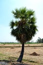 Palm tree with blue sky