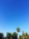 palm tree and blue sky - travel, exotic and tropical backgrounds styled concept Royalty Free Stock Photo