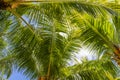 Palm tree on a blue sky, tropical island background. Travel holiday island nature card. Palm tree leaf on sky background Royalty Free Stock Photo