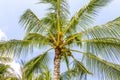 Palm tree on a blue sky, tropical island background. Travel holiday island nature card. Palm tree leaf on sky background Royalty Free Stock Photo