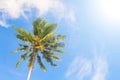 Palm tree and blue sky. Tropical nature idyllic photo for luxury travel banner background. Royalty Free Stock Photo