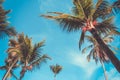 Palm tree and blue sky. Tropical paradise postcard