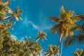 Palm tree and blue sky. Tropical paradise postcard