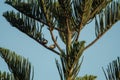 Palm tree with blue sky and two birds Royalty Free Stock Photo