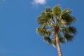 Palm tree and blue sky Royalty Free Stock Photo