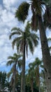 Palm tree Royalty Free Stock Photo