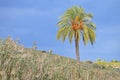 Palm Tree With Blurred Surrounings Royalty Free Stock Photo