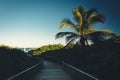 Palm tree and boardwalk path to the beach in Singer Island, Florida.