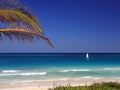 Palm tree and boat