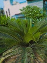 Palm tree bottle palm plant palmhyophorbe lagenicaulis healthy plant