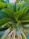 Palm tree bottle palm plant palmhyophorbe lagenicaulis healthy plant
