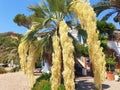 Palm tree brahea armata. Royalty Free Stock Photo