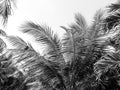 Palm tree branch against the light Royalty Free Stock Photo