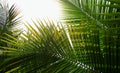 Palm tree branch against the light Royalty Free Stock Photo