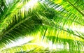Palm tree branch against the light Royalty Free Stock Photo