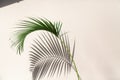 Palm tree branch casts interesting shadow on wall Royalty Free Stock Photo