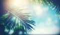 a palm tree branch with the sun shining through it\'s leaves Royalty Free Stock Photo