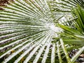Palm Tree Branch under snow Royalty Free Stock Photo