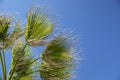 Palm tree branches against the blue sky Royalty Free Stock Photo