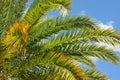Palm tree branches against blue sky background Royalty Free Stock Photo