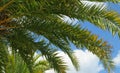 Palm tree branches against blue sky background Royalty Free Stock Photo