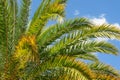 Palm tree branches against blue sky background Royalty Free Stock Photo