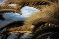 Palm tree branches background with blue sky and blue ocean copy space. Tropical summer backdrop Royalty Free Stock Photo