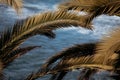 Palm tree branches background with blue sky and blue ocean copy space. Tropical summer backdrop Royalty Free Stock Photo