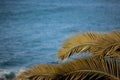 Palm tree branches background with blue sky and blue ocean copy space. Tropical summer backdrop Royalty Free Stock Photo