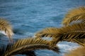 Palm tree branches background with blue sky and blue ocean copy space. Tropical summer backdrop Royalty Free Stock Photo