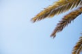 Palm tree branches background with blue sky and blue ocean copy space. Tropical summer backdrop Royalty Free Stock Photo