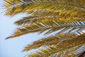 Palm tree branches background with blue sky and blue ocean copy space. Tropical summer backdrop Royalty Free Stock Photo