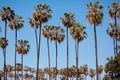 Palm tree branches background with blue sky and blue ocean copy space. Tropical summer backdrop Royalty Free Stock Photo